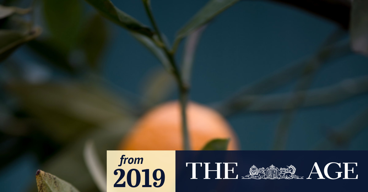 Looking after your fruit trees